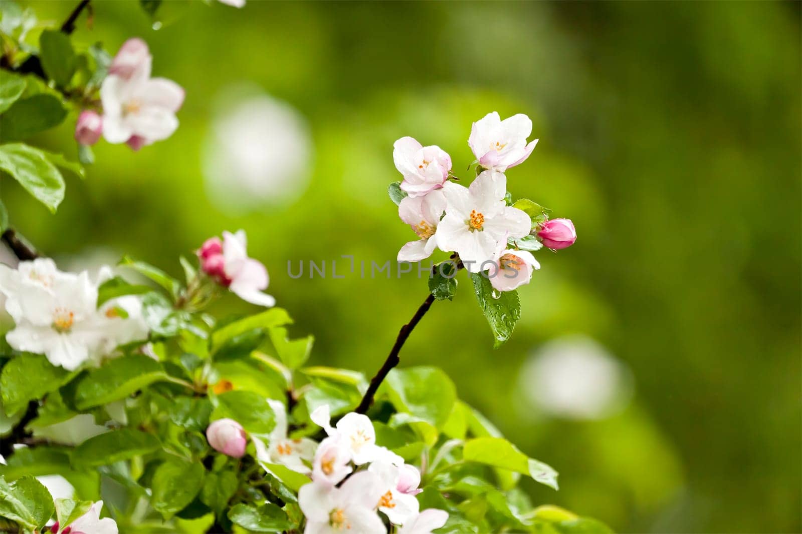 An image of a nice apple blossom