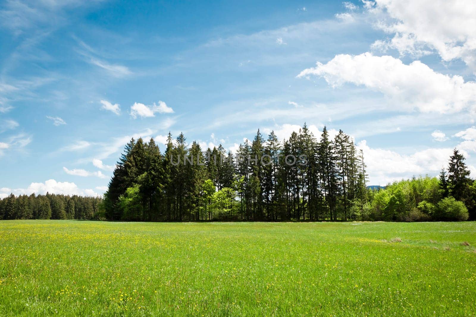 An image of a nice forest in the Bavaria Germany