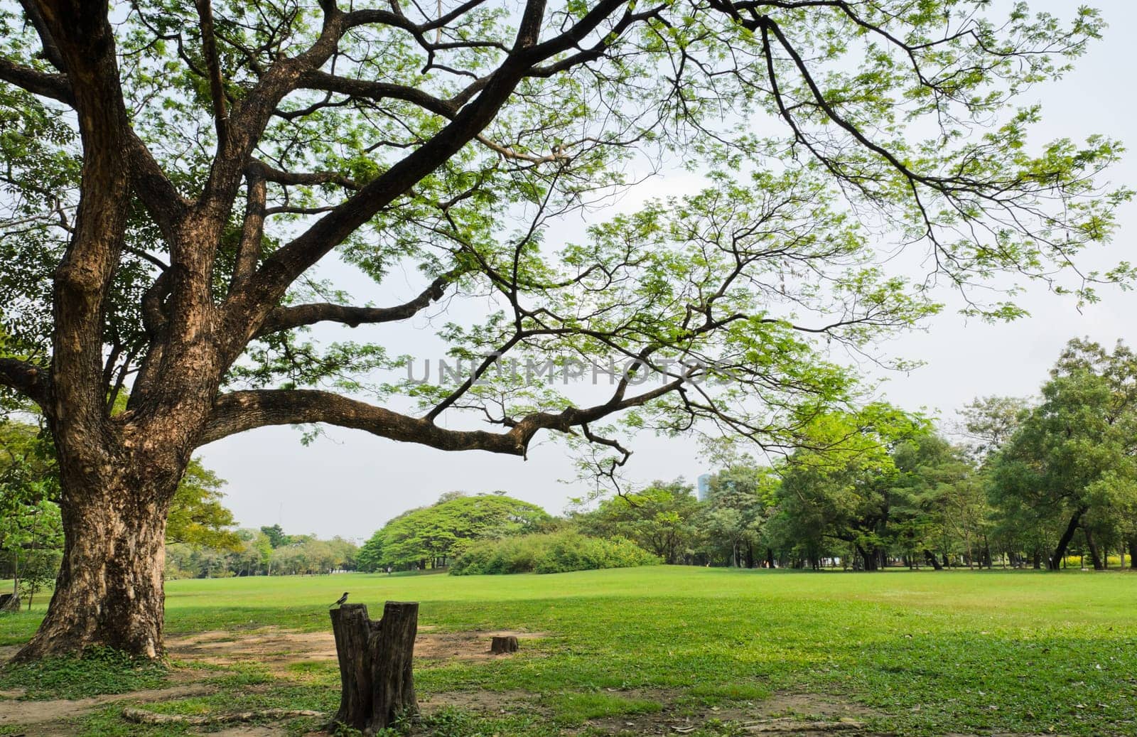 Panorama scenery of park