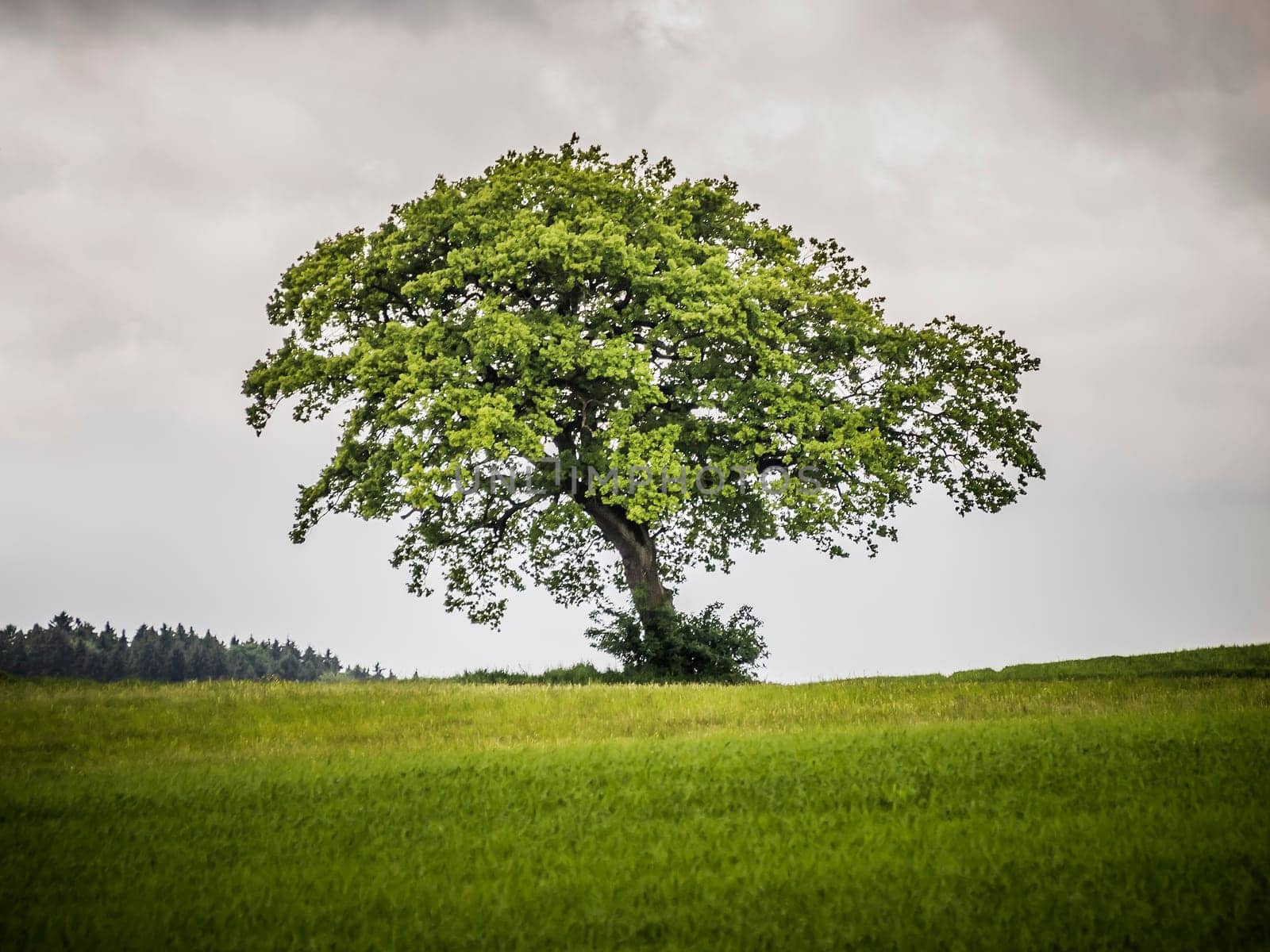 An image of a nice lonely tree