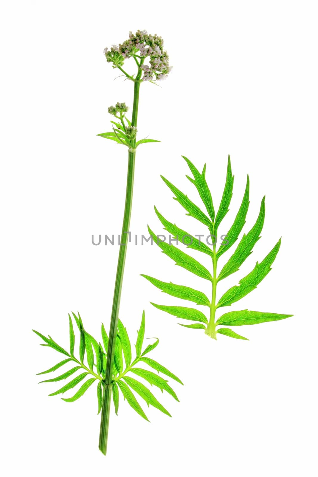 Valerian (Valeriana officinalis) flowering plant exposed against white background