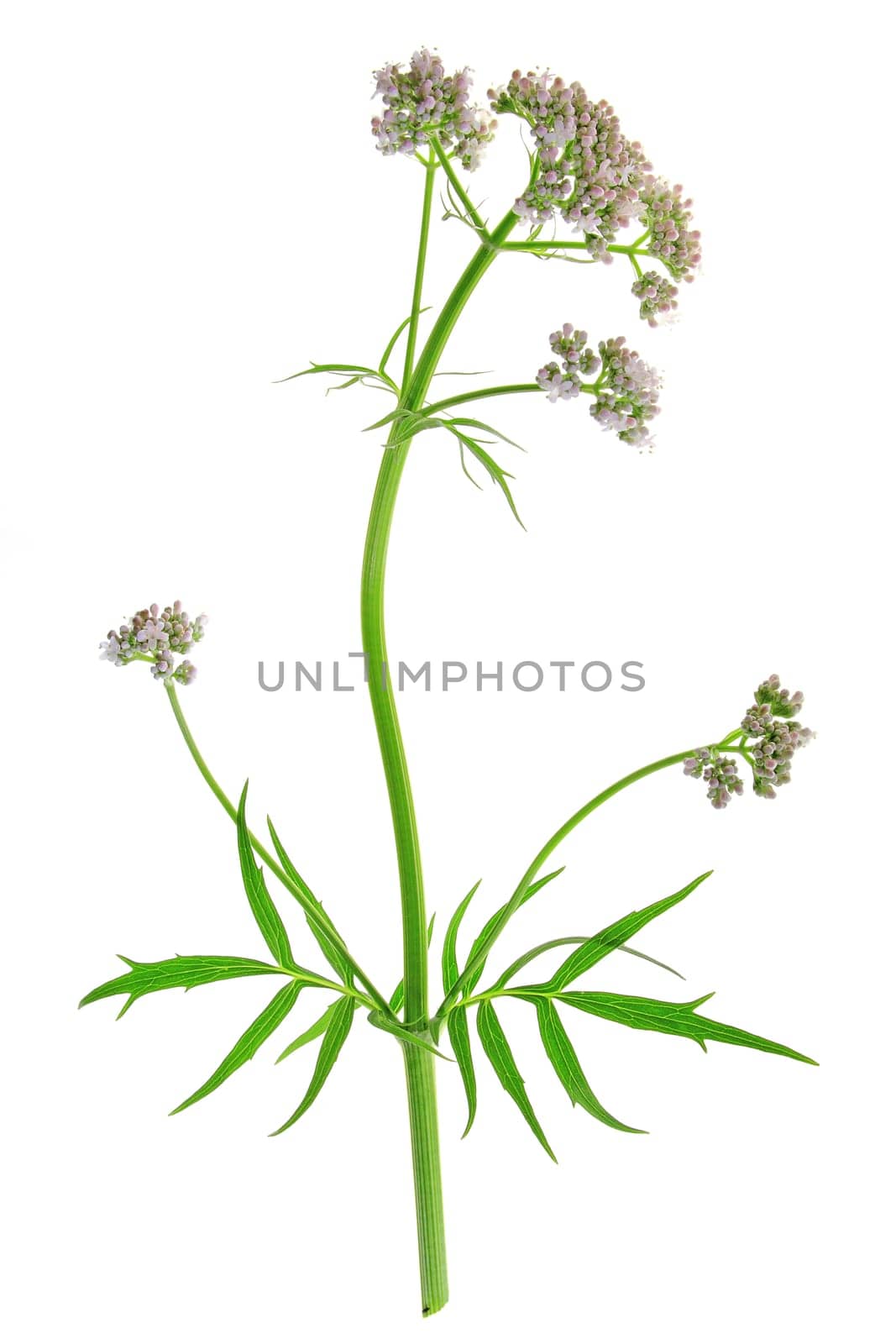 Valerian (Valeriana officinalis) flowering plant exposed against white background
