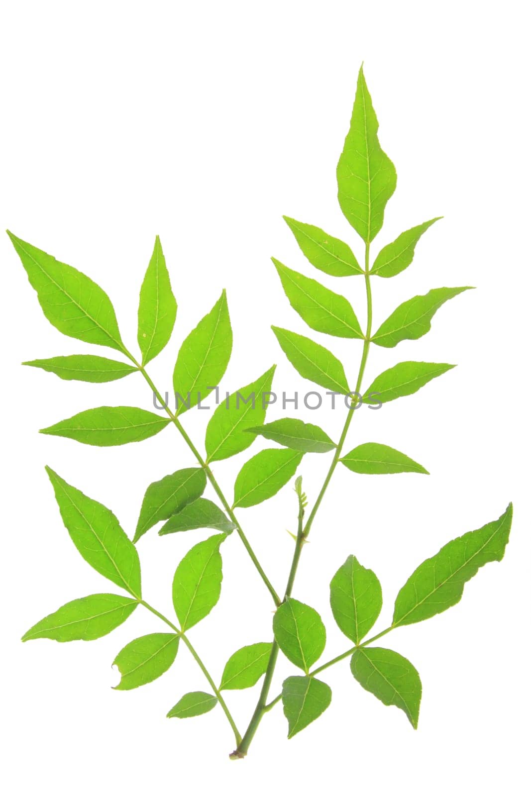 Leaves of Szechuan pepper (Zanthoxylum piperitum) exposed against a white background