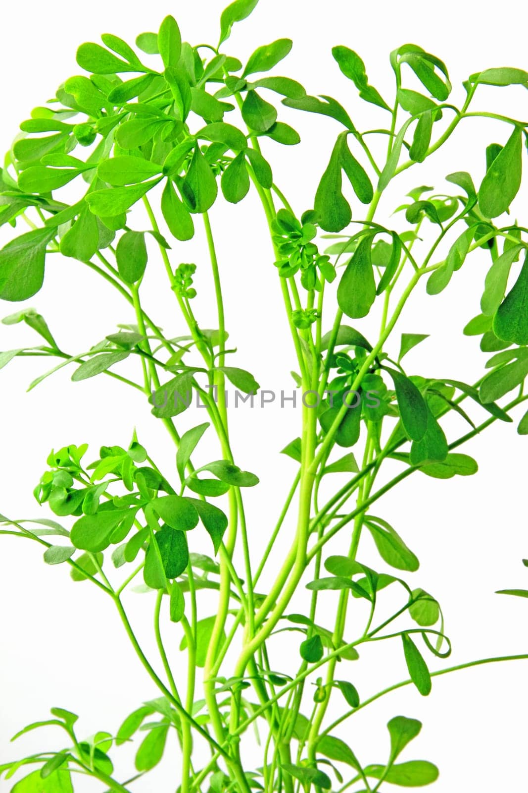 Wine-raw (Ruta graveolens) exempted against a white background