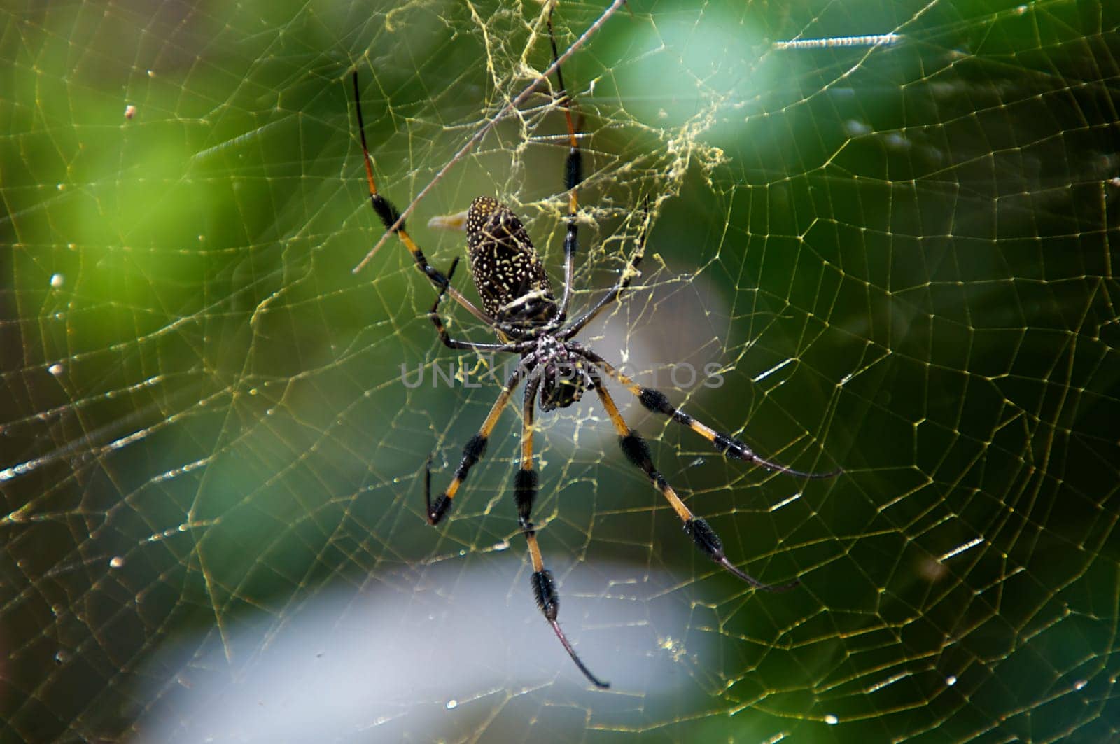 A Large Golden Silk Spider is hanging in its web with a small spider above it.