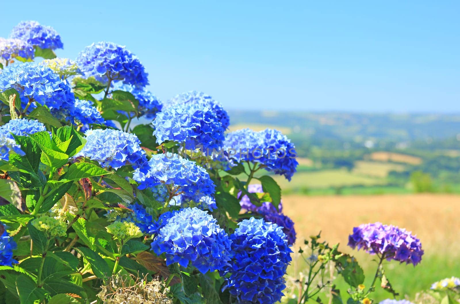 flowering hydrangea (Hydrangea) in Brittany,France