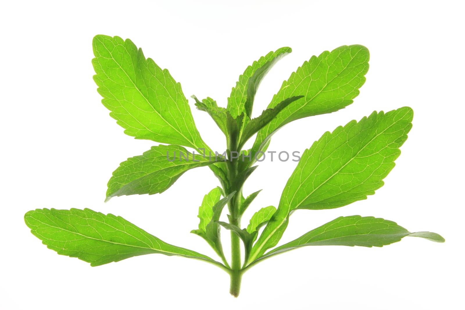 Stevia rebaudiana exempted against a white background