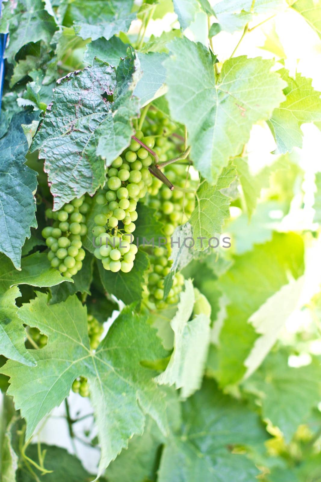 Gruene grapes on wild tendrils