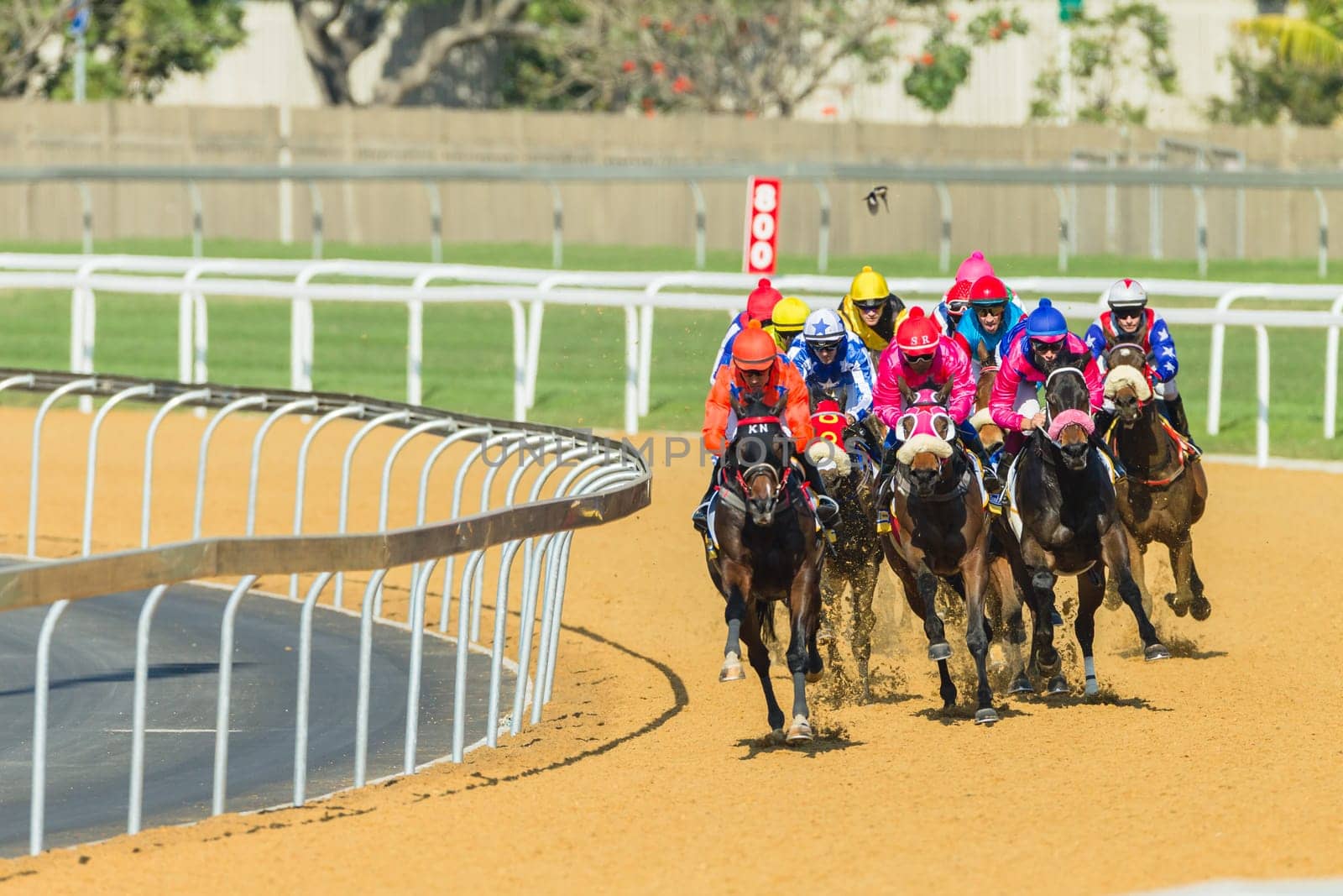 Horse racing closeup photo action of horses jockeys colors at Greyville racecouse sand and grass for Durban July vodacom cup.