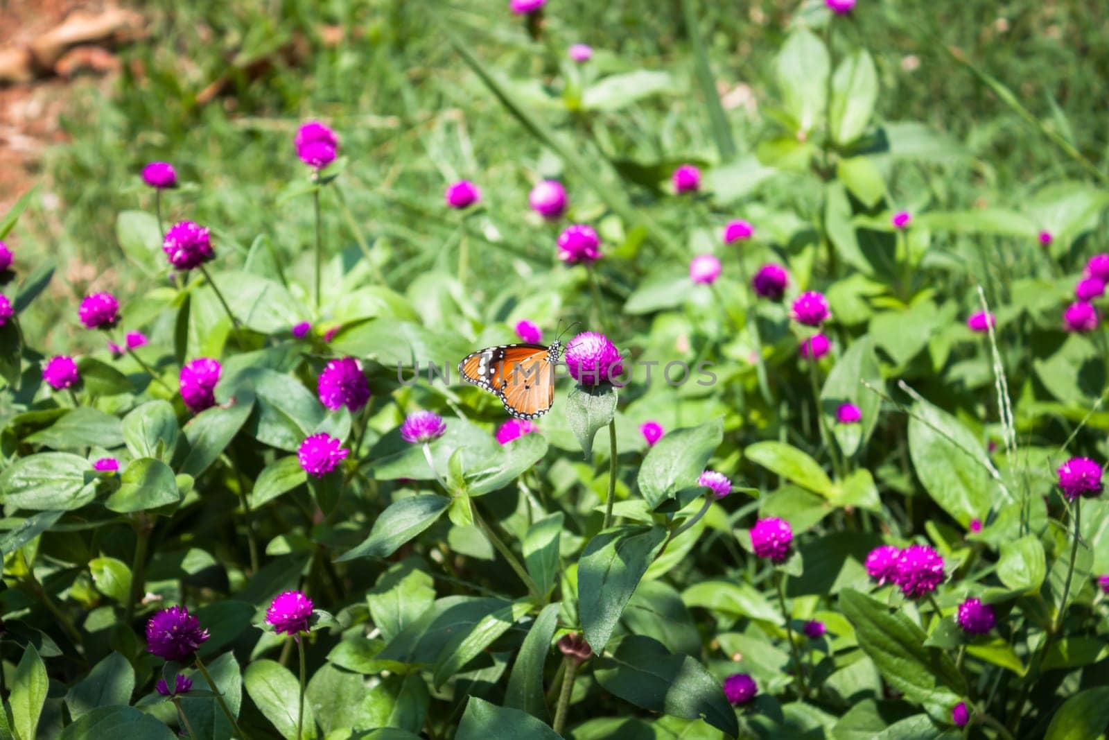 Plain tiger butterfly on globe amaranth or bachelor button