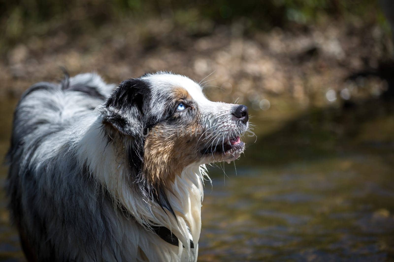 An Australian Shepherd stands in the water and looks up.