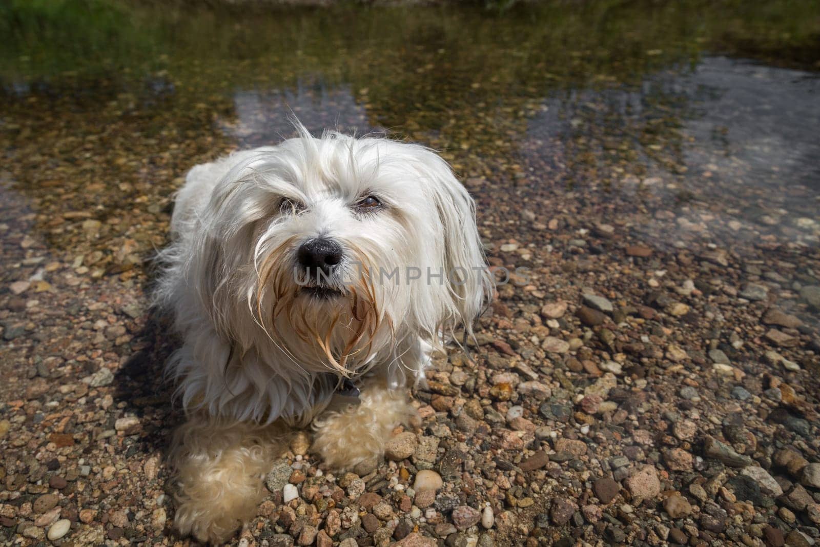Little White Havanese lies in the water.