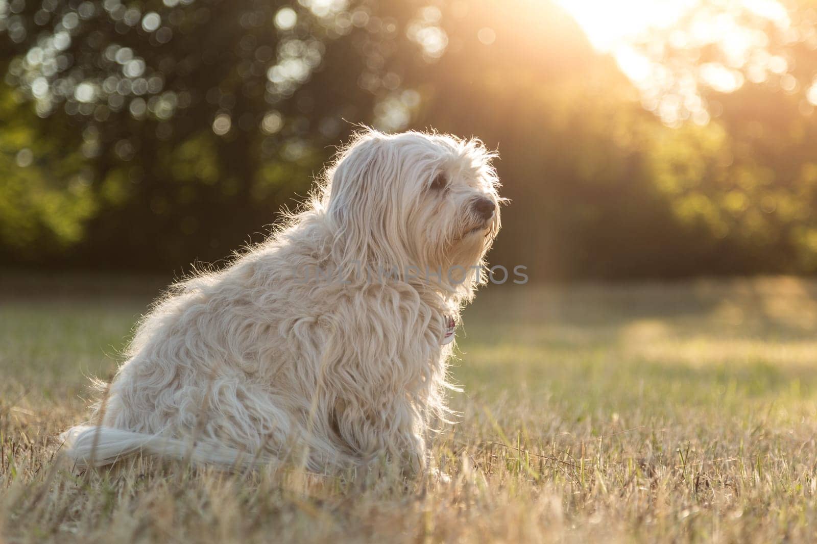 A small white Havanese sits in a meadow and is illuminated from behind by the sun.