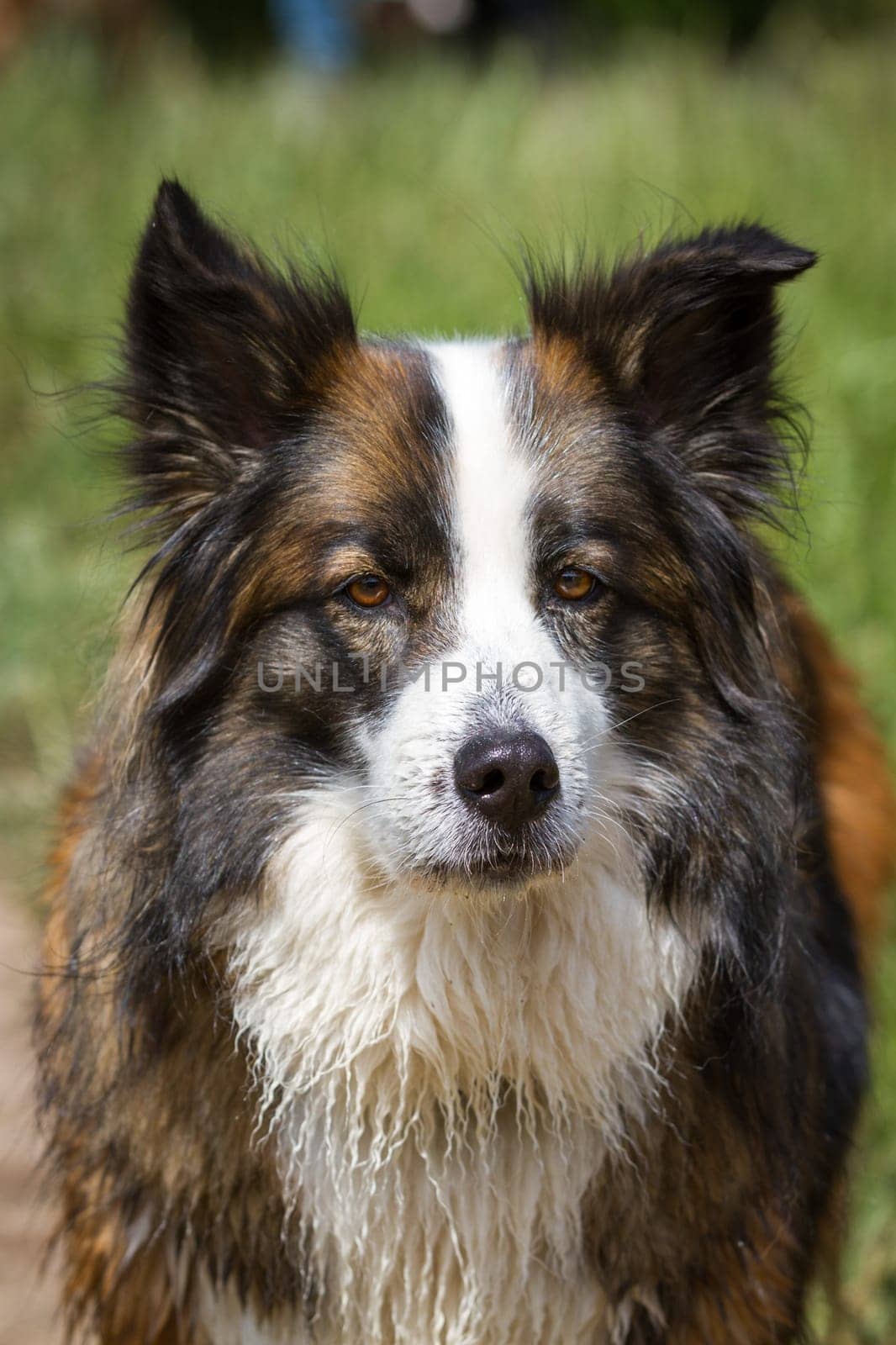 Large three-tone longhair hybrid looks directly into the camera.