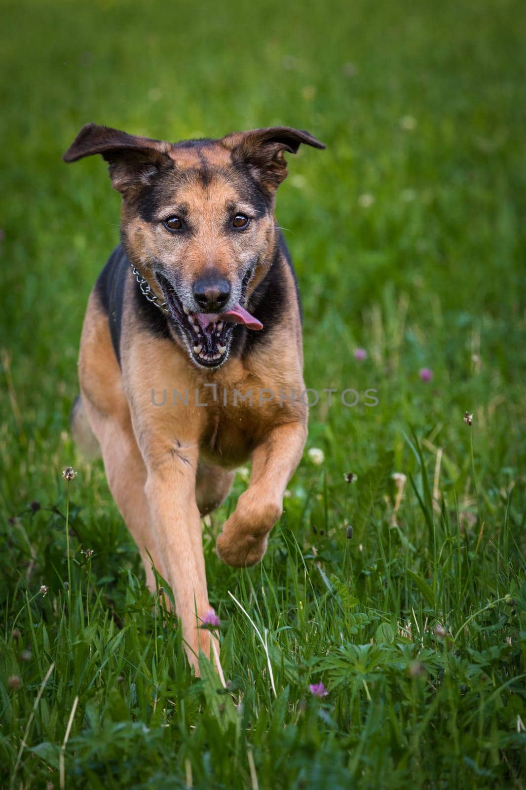 A mixed-breed bitch runs through the juicy grass.