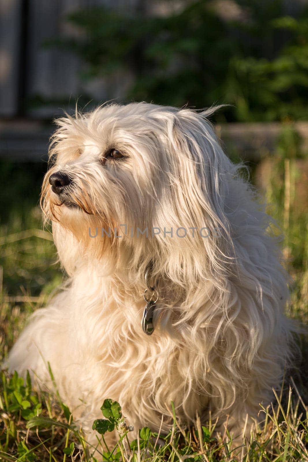 White Havanese sits in a meadow and is illuminated by the evening sun.