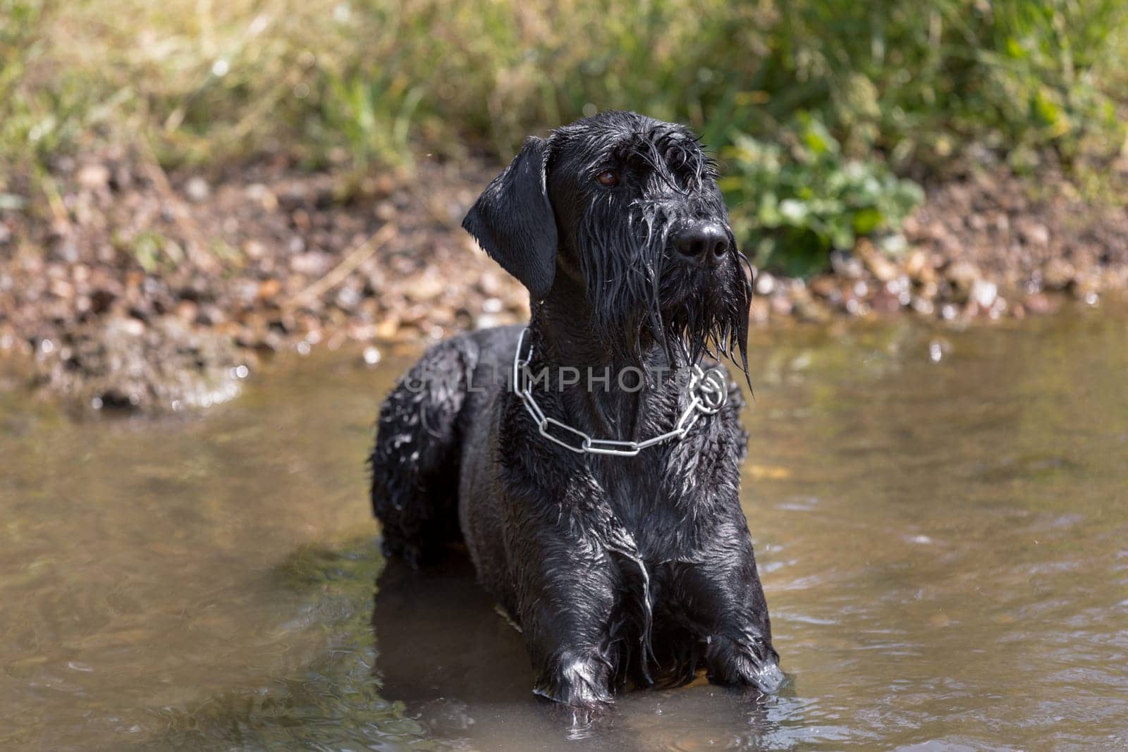 A black giant schnauzer lies in the water.