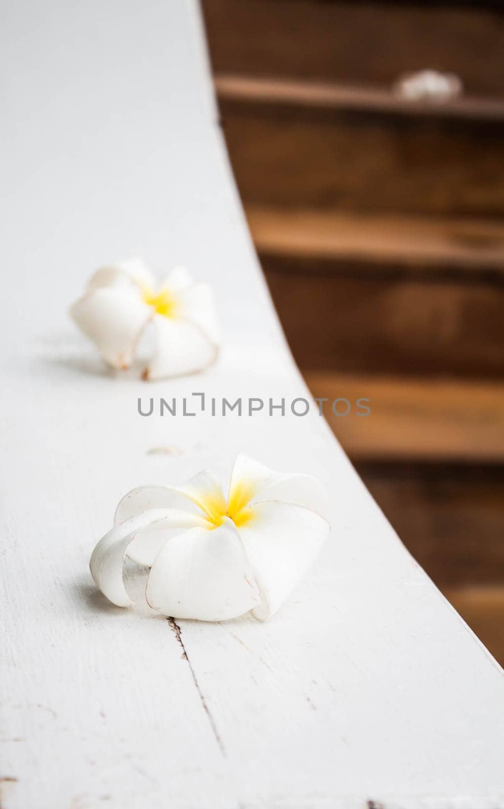 White blossom frangipani flowers on white background