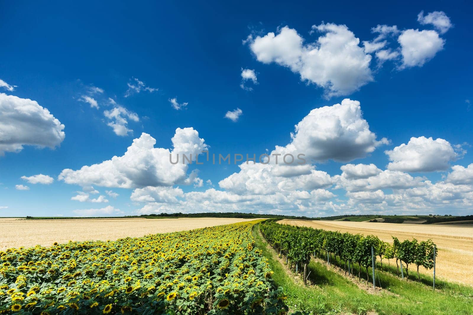 Landscape agriculture,field with sunflowers,vine and cereals