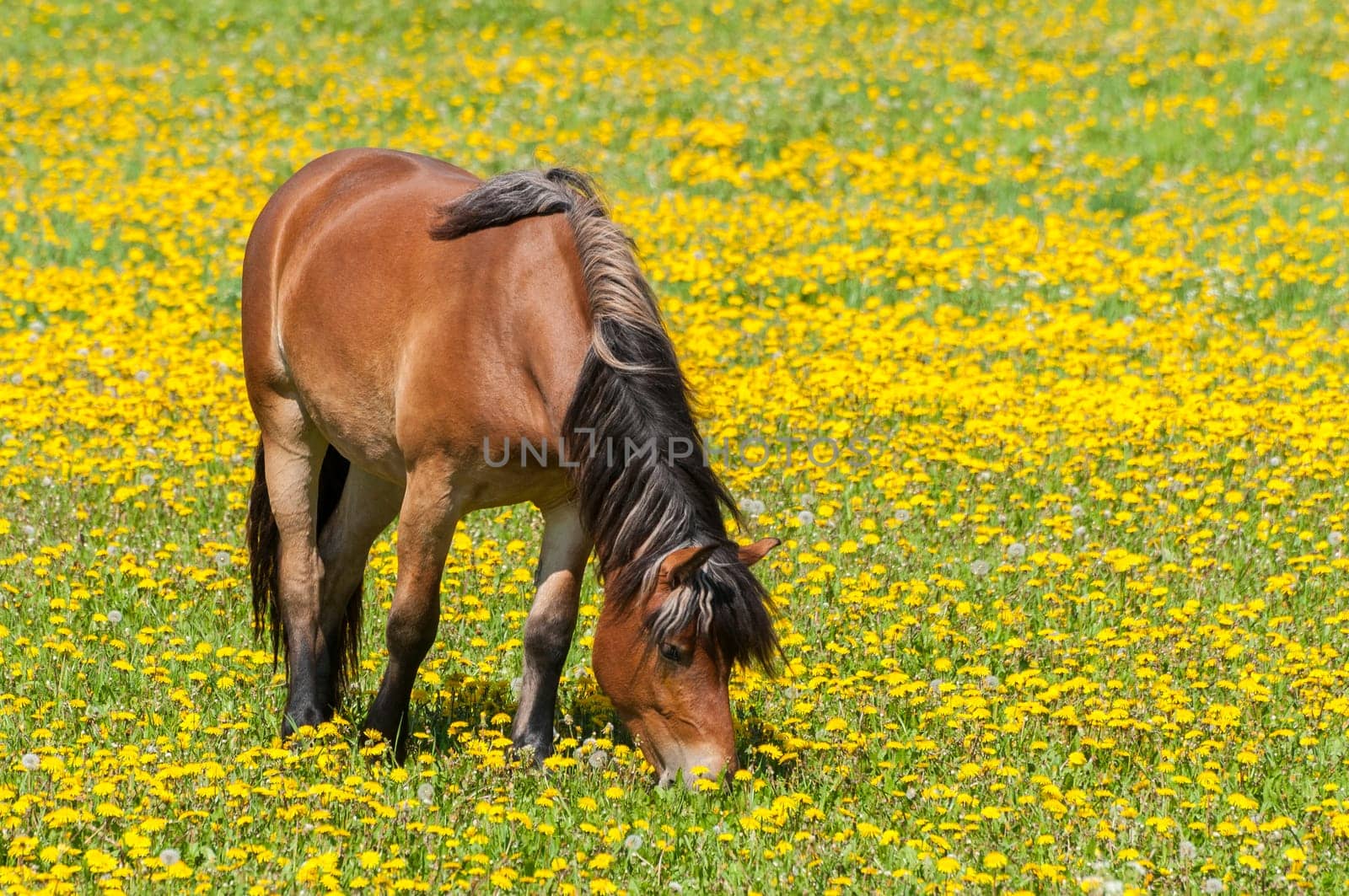 Horse on dandelion meadow