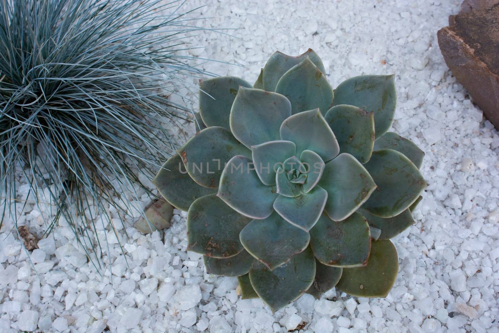 succulents planted on gravel