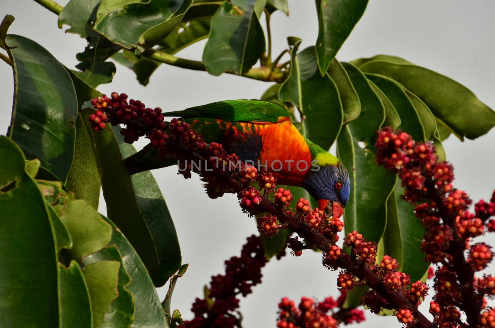 rainbow lorikeet in red bottlebrush
