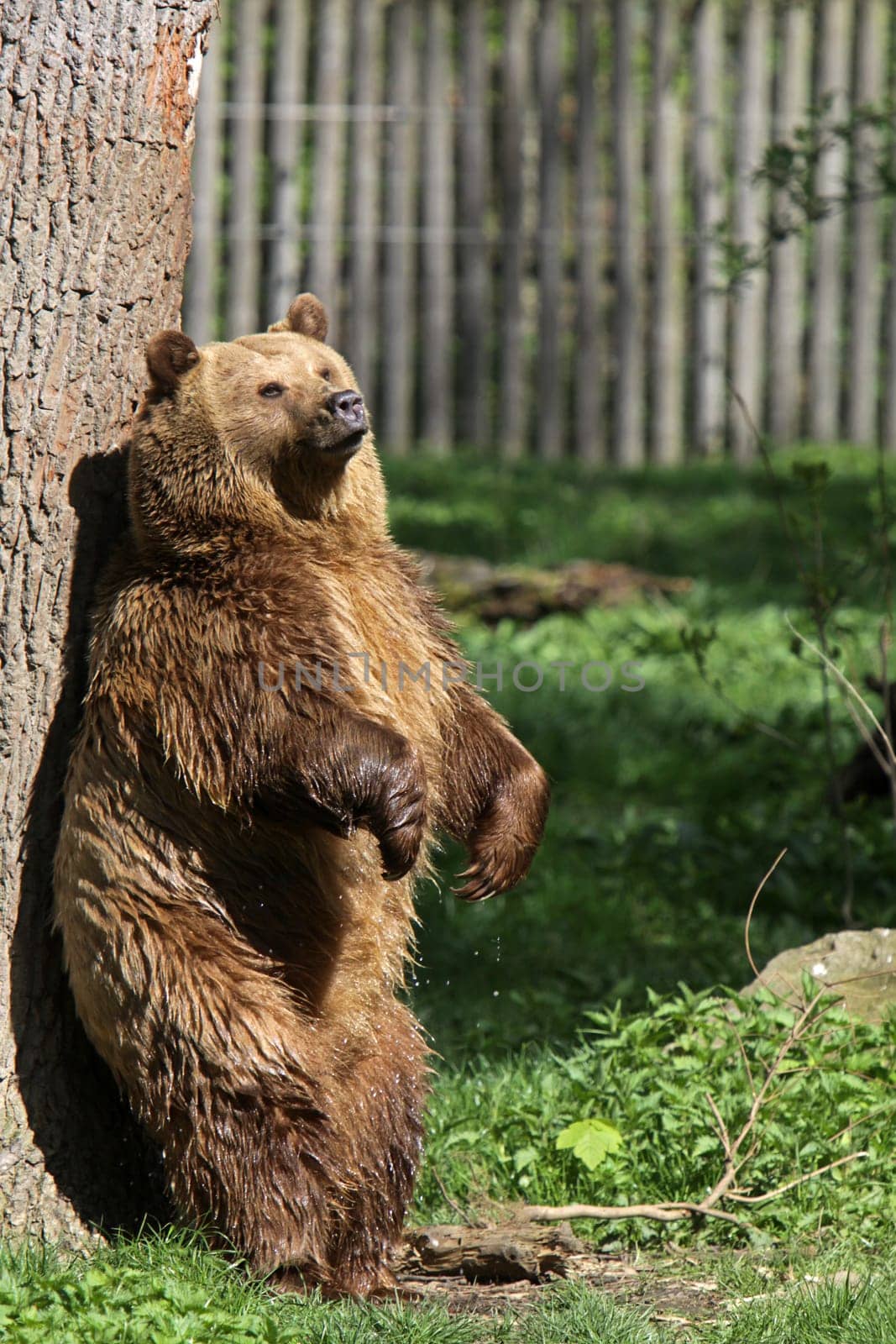 Brown bear