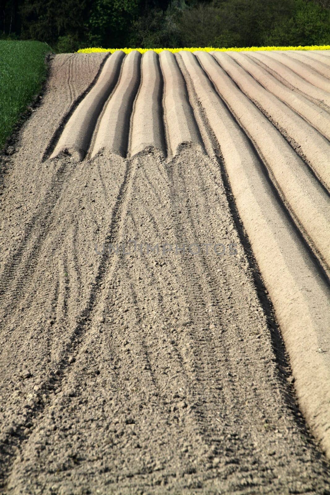 Arable furrows for carrot cultivation