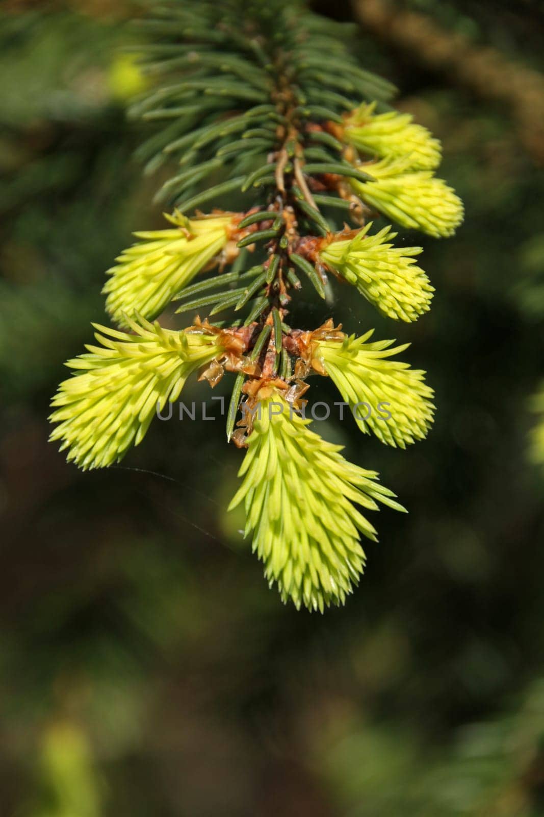 Fresh needles of a spruce