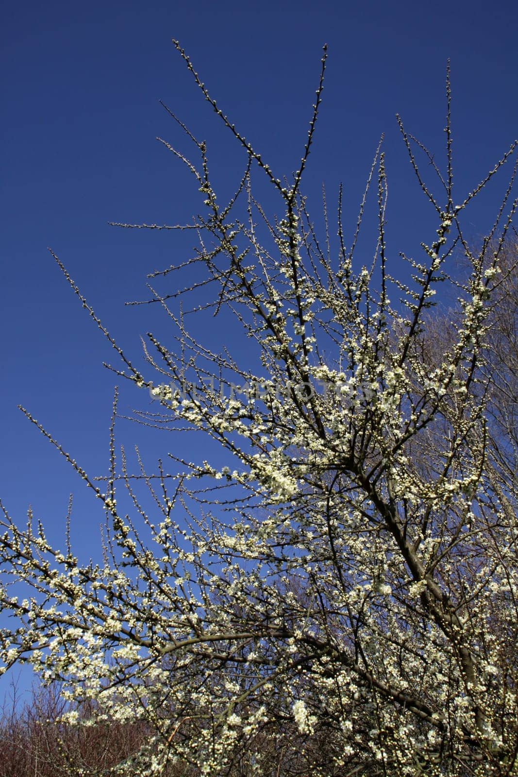Flowering Schlehdorn