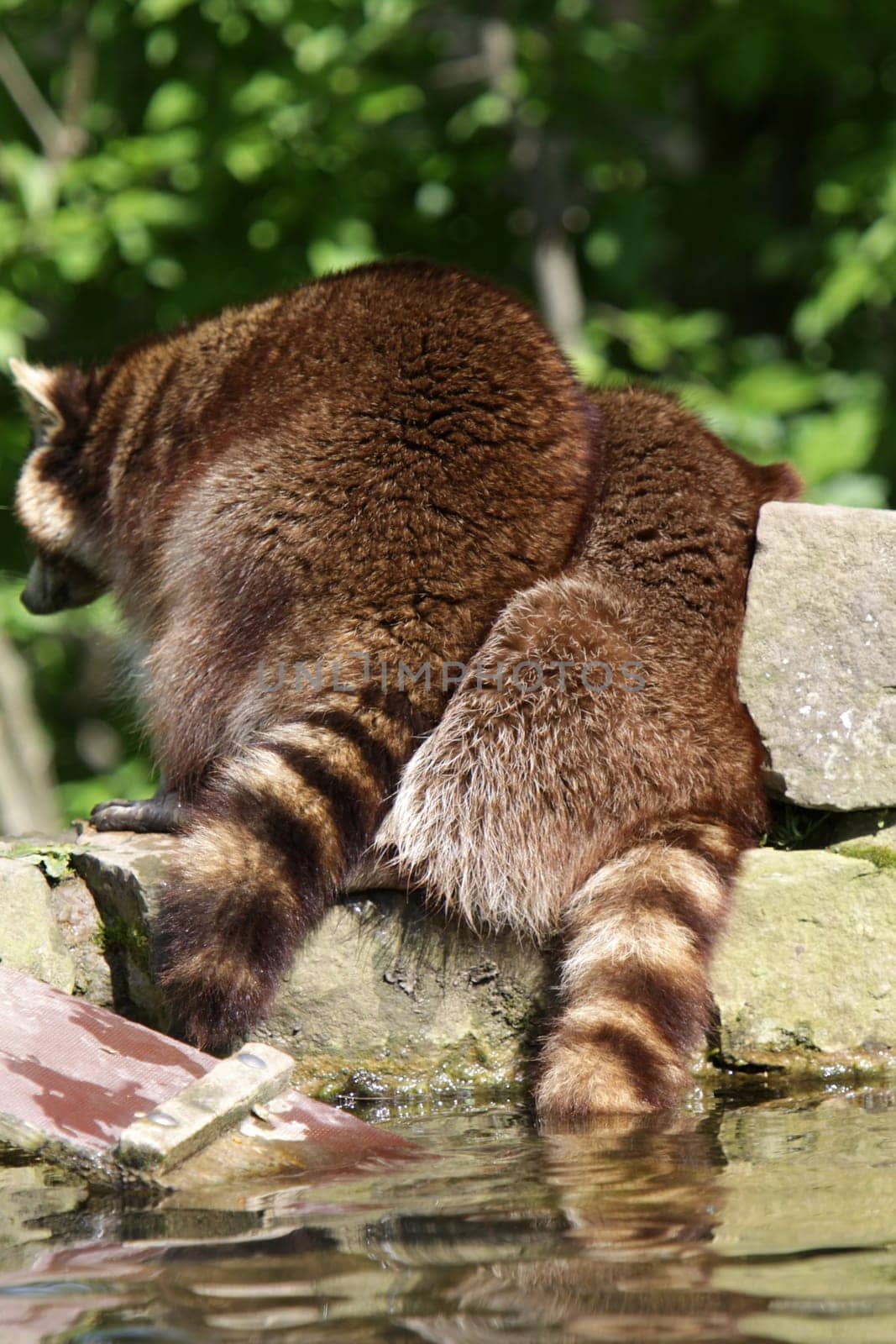 Raccoon