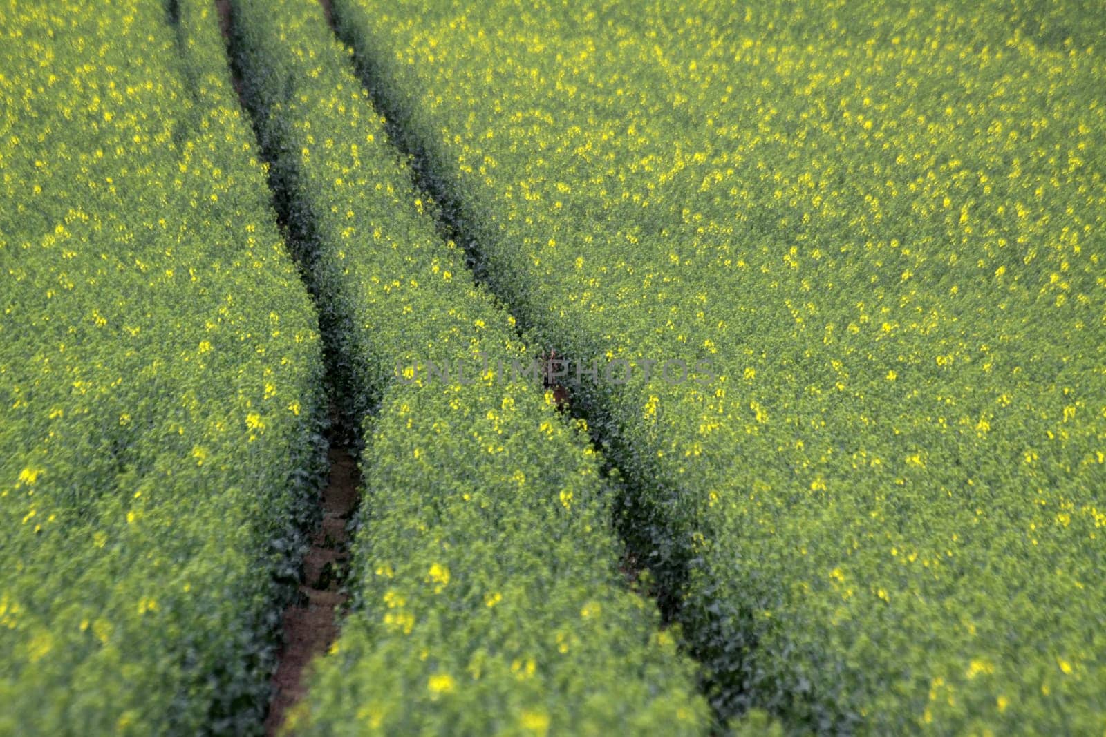 Traces in the almost faded rapefield