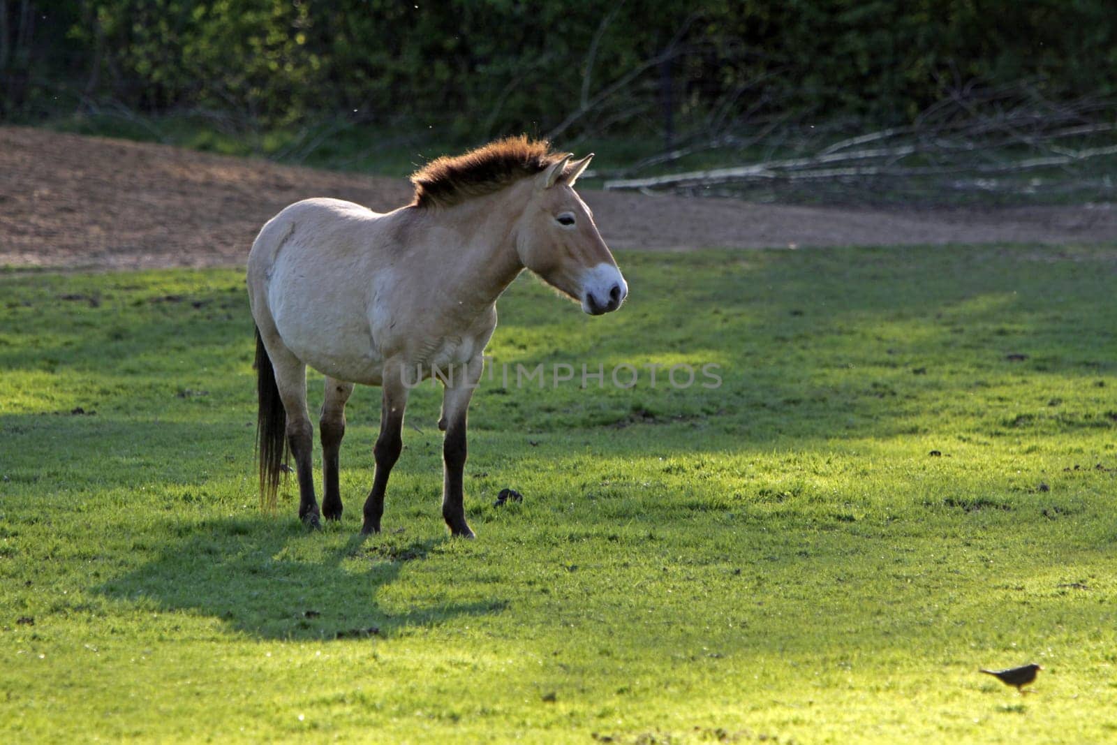 Przewalski Horse