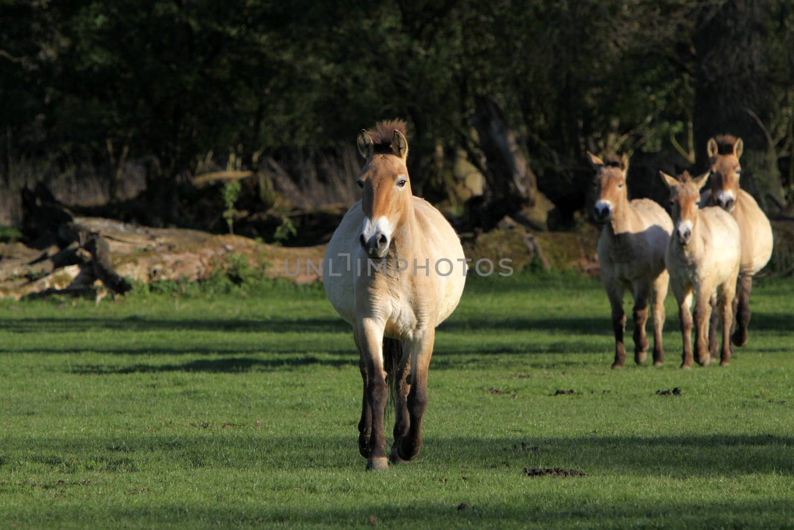Przewalski Horse