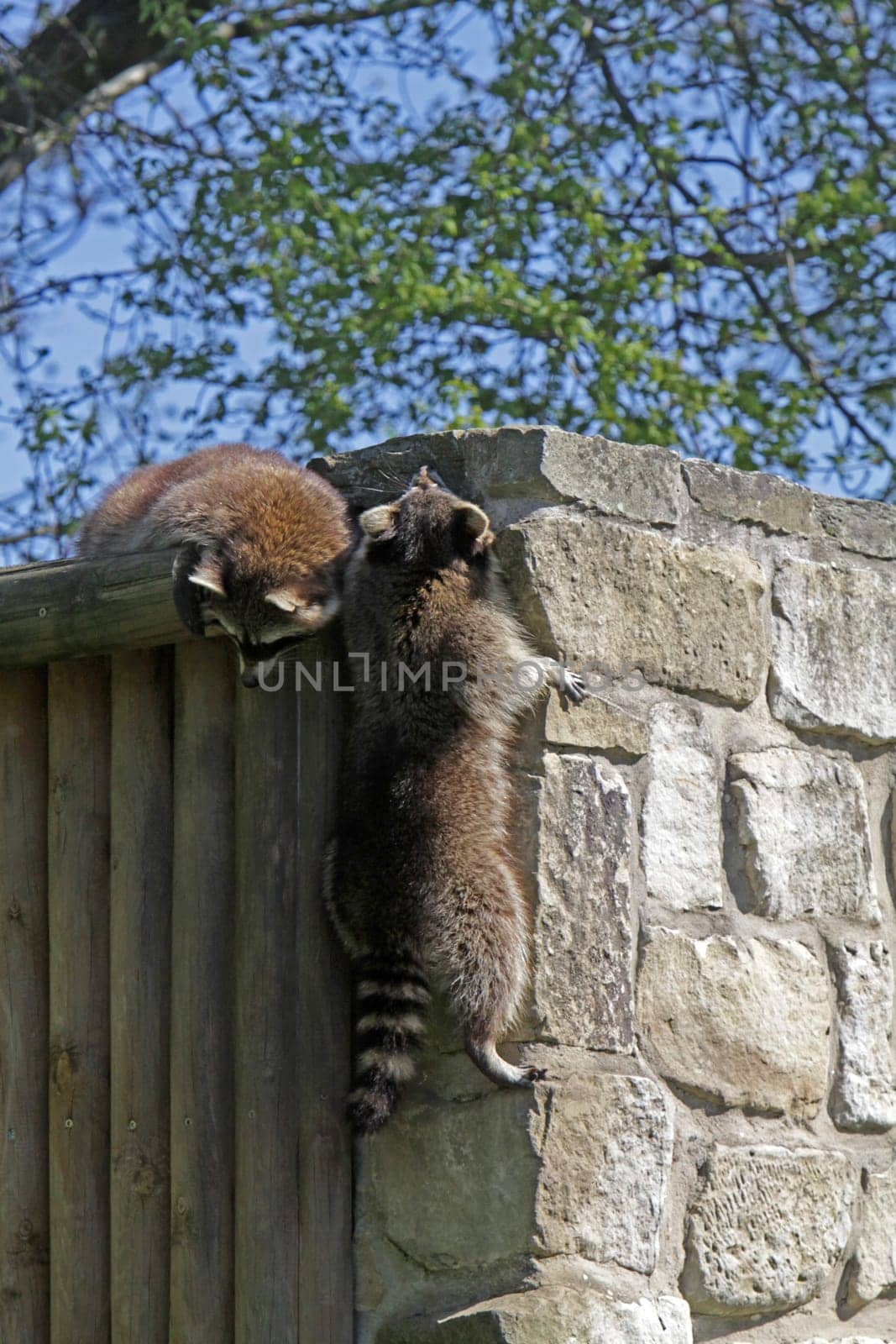 Raccoon