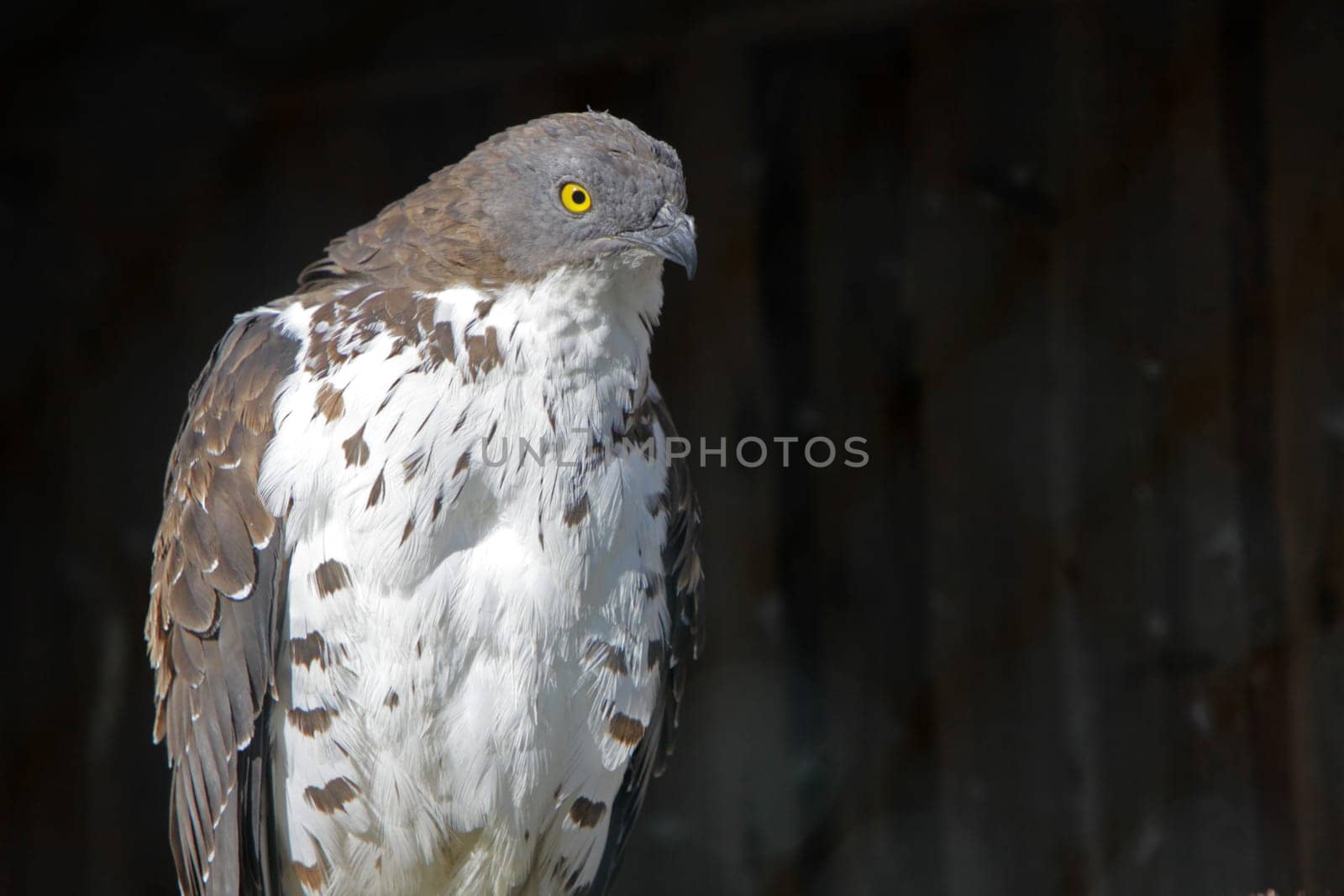 Wasp buzzard