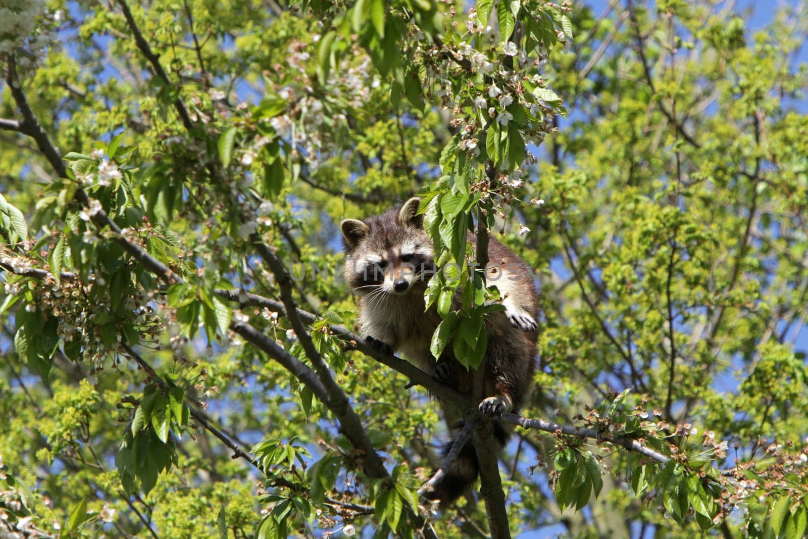 Raccoon
