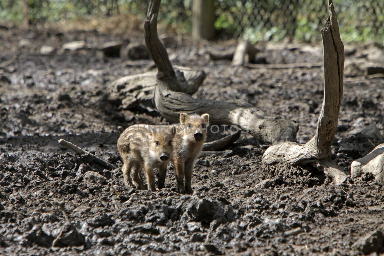 Wild boar freshlings