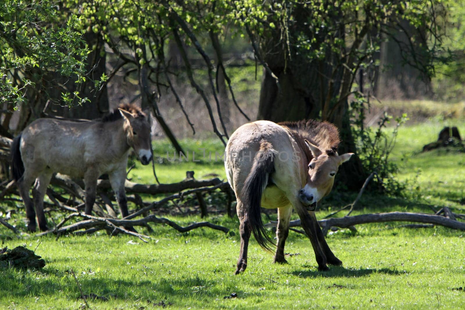 Przewalski Horse