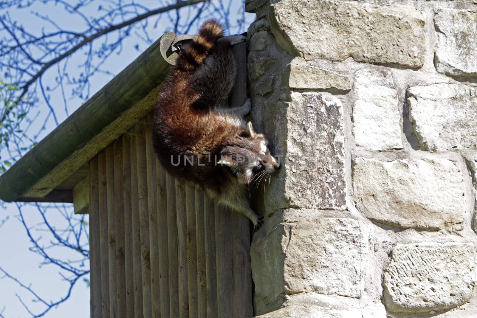 Raccoon