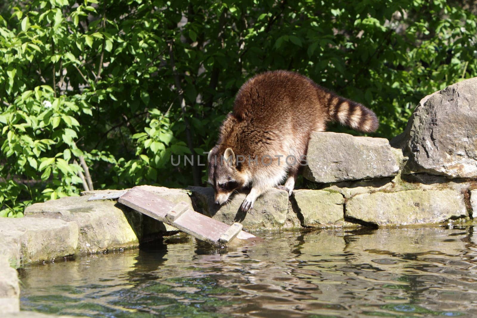 Raccoon