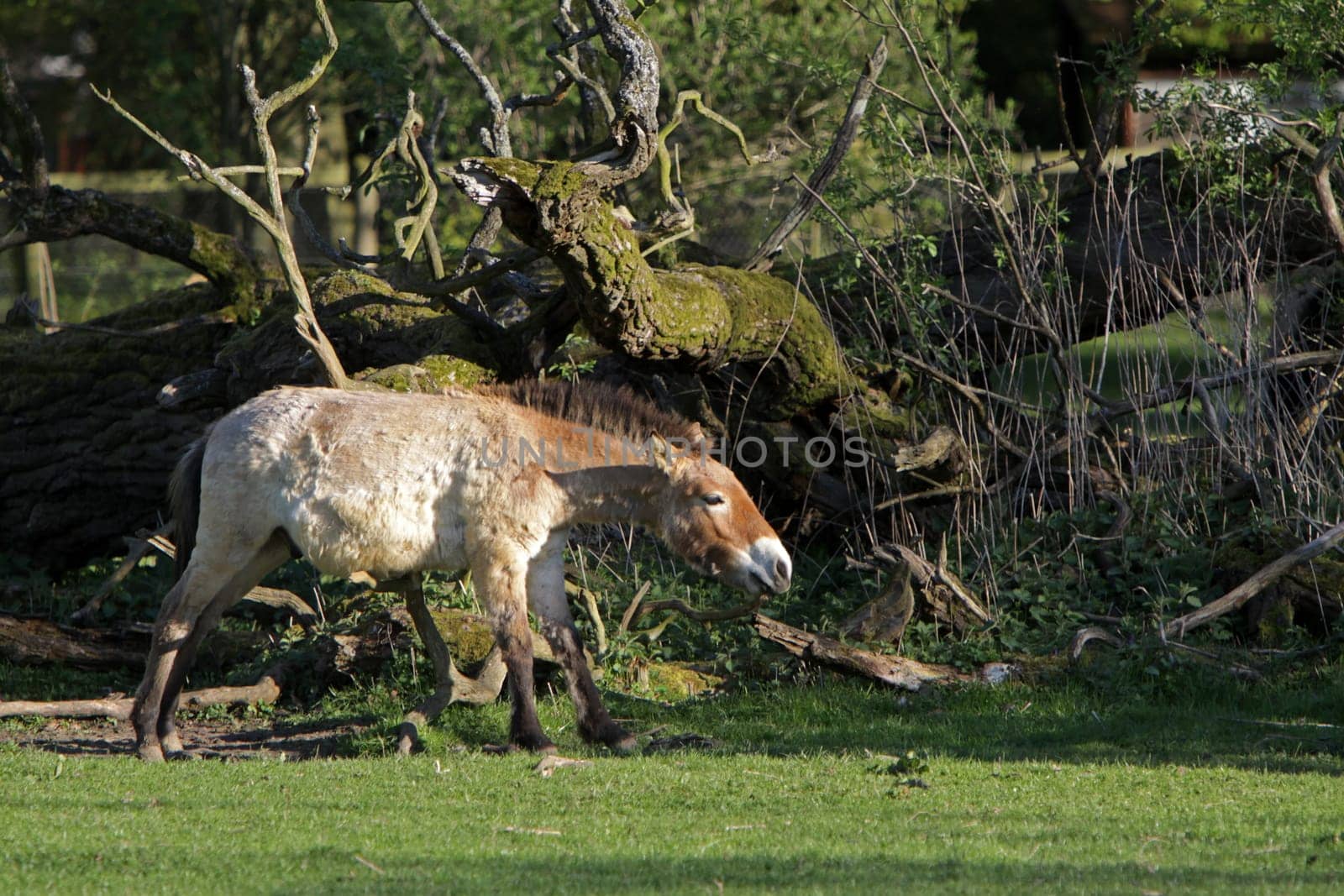 Przewalski Horse