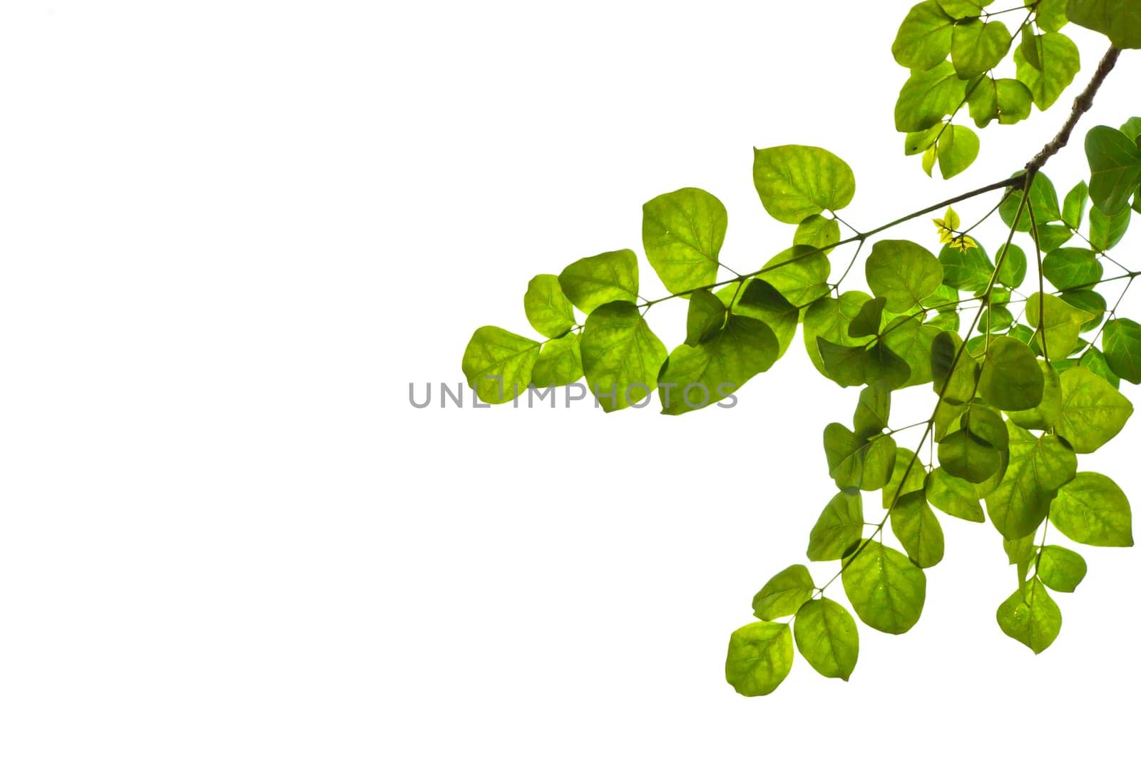 Green leaves isolated on white background