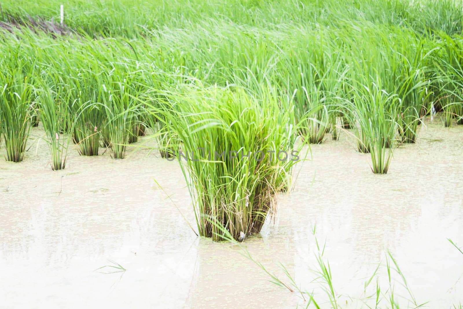 Crops demonstration in windy field, stock photo