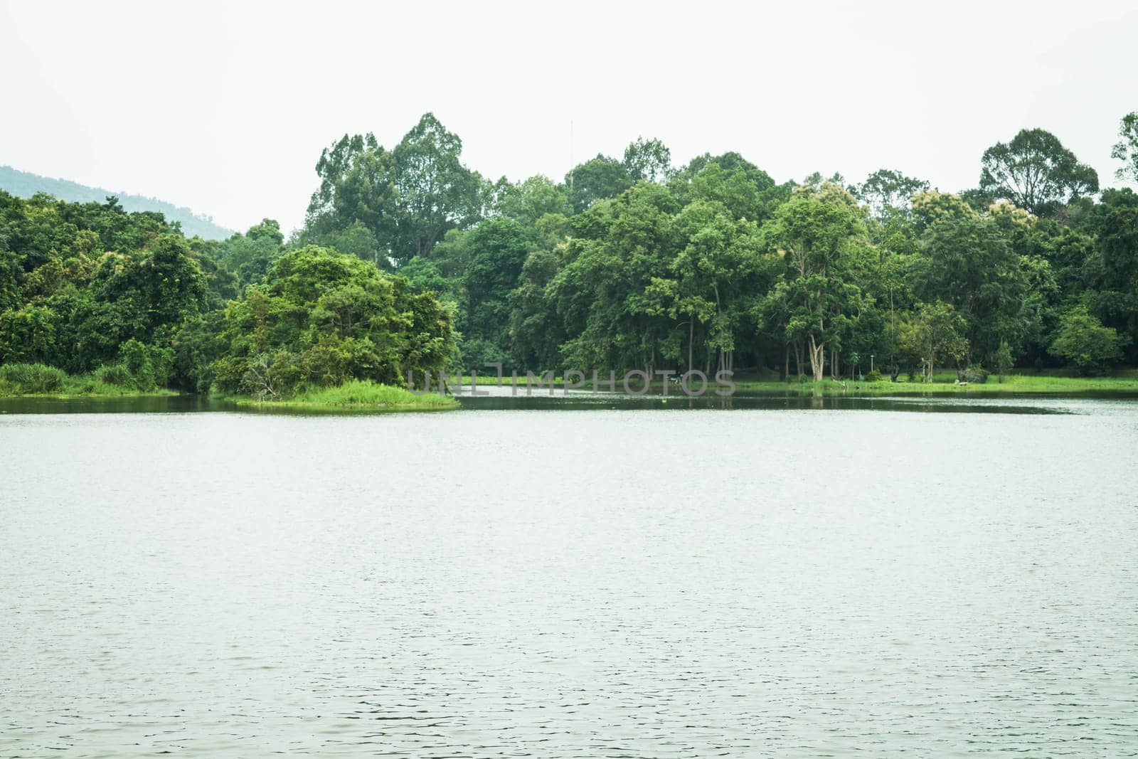 Green trees and water scene in the park, stock photo