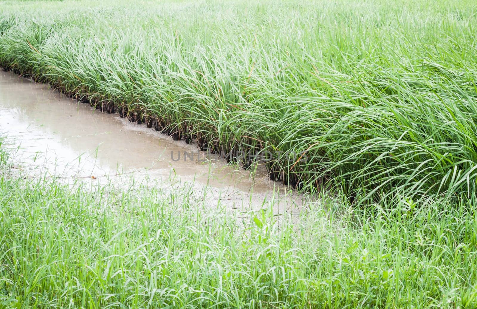 Green crops in the agricultural demonstration, stock photo