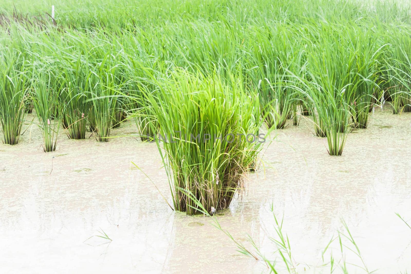 Agriculture demonstration field in day light, stock photo