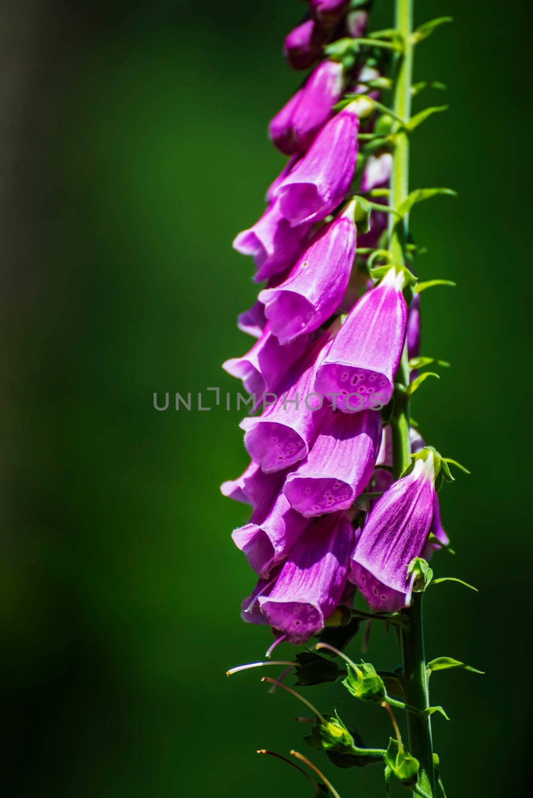 flowering thimble,digitalis purpurea