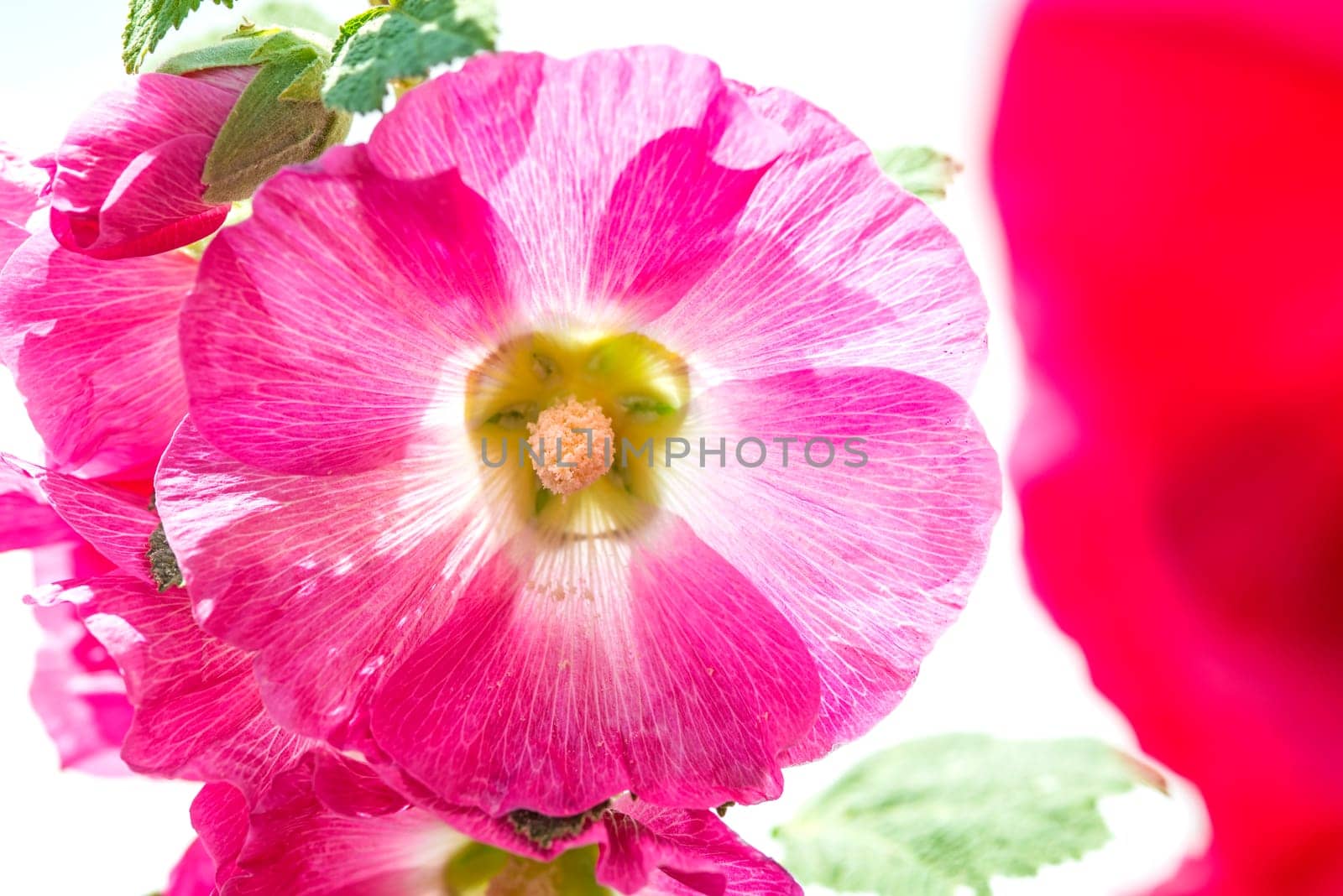 Malve,Malva arborea