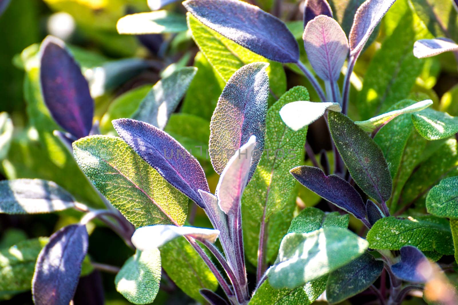 Sage,Salvia officinalis